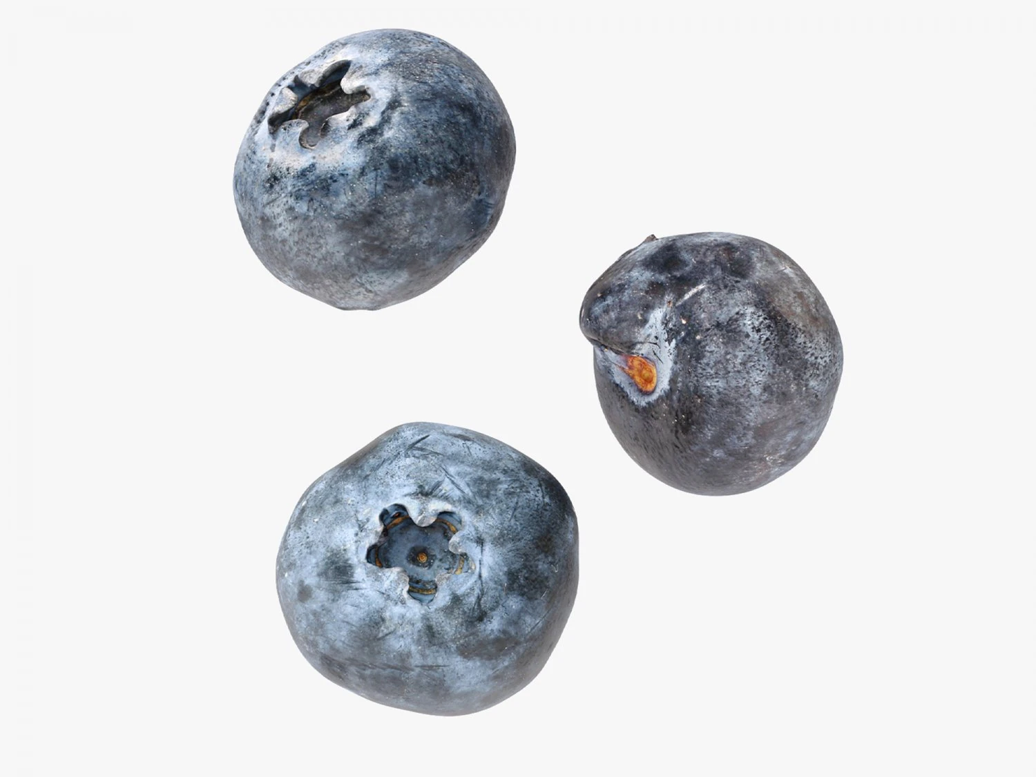 Blueberry 3D Model .c4d .max .obj .3ds .fbx .stl .blend 
