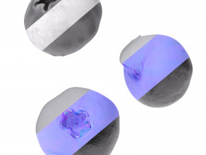 Blueberry 3D Model