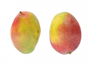 Mango 3D 模型