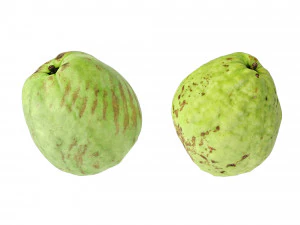Guavas Green 3D Model
