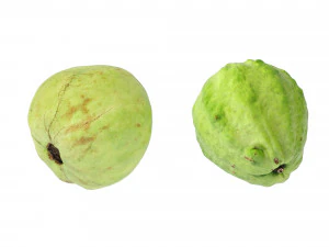 Guavas Green 3D Model