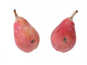 Pears Red 3D Model