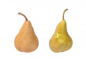 Pears Bosc 3D-Modell