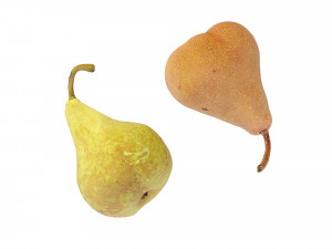 Pears Bosc 3D-Modell