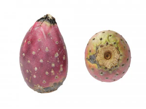 Prickly Pear - Cactus Fruit 3D Model