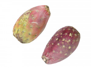 Prickly Pear - Cactus Fruit Model 3D