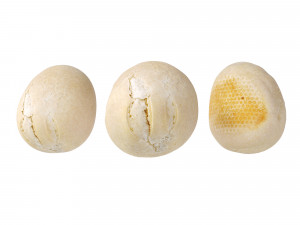 Crusty Breadrolls 3D 模型
