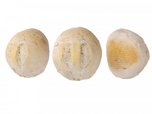 Crusty Breadrolls 3D 模型