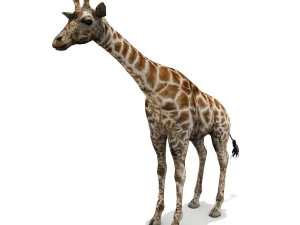 Animali Fantasia Giraffa Modello 3D