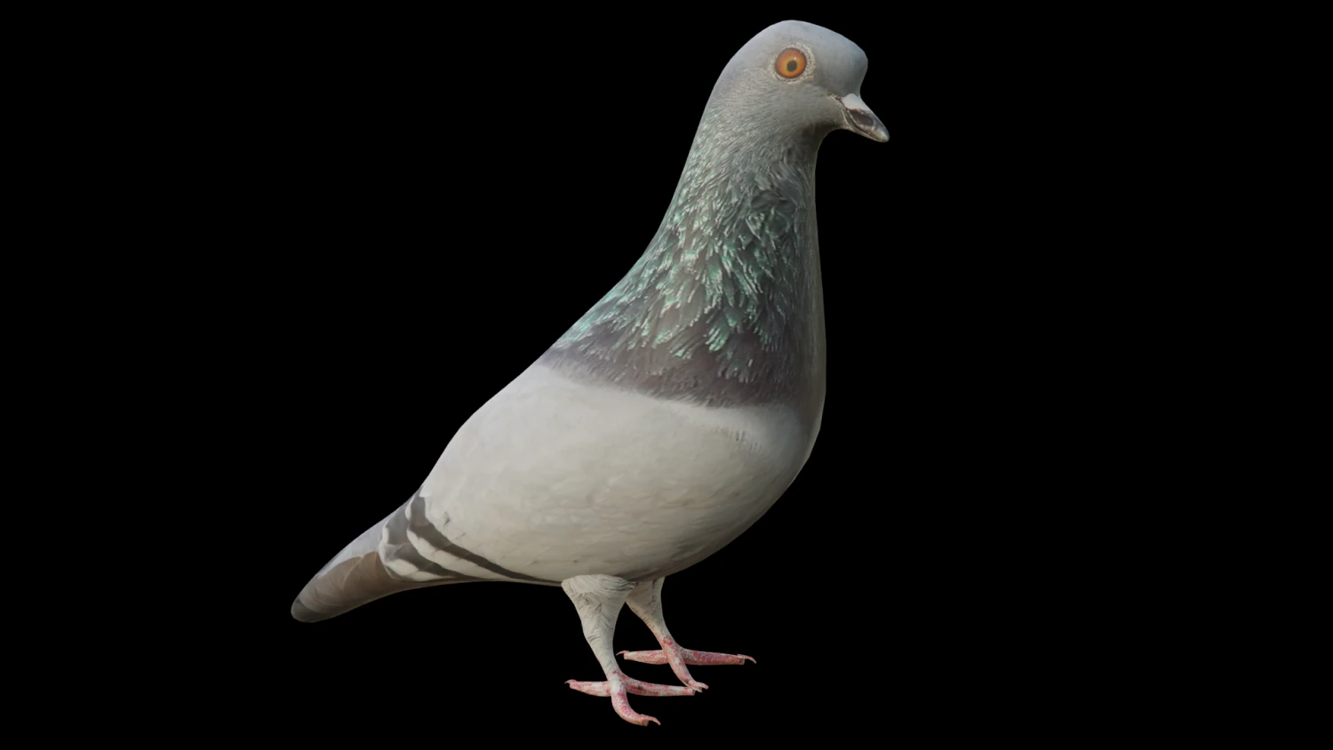 Pigeon Low-poly 3D Model .c4d .max .obj .3ds .fbx .stl .blend 