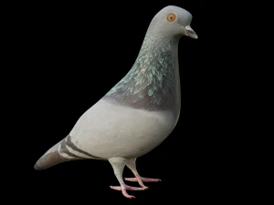 Piccione a basso numero di poligoni Modello 3D