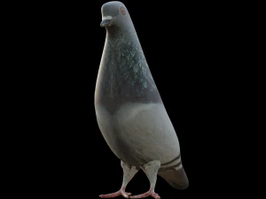 Pigeon Low-poly 3D Model