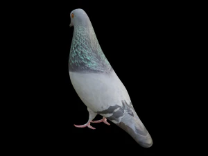 Pigeon Low-poly 3D Model