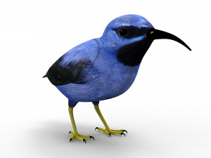 Humming Bird Modelo 3D