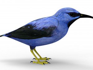 Humming Bird 3D Model