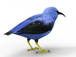 Humming Bird 3D Model