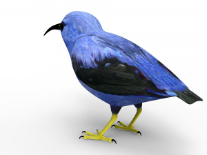 Humming Bird 3D Model