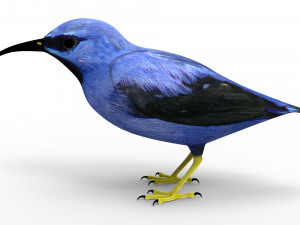 Humming Bird 3D Model