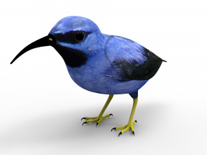 Humming Bird 3D Model