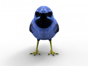 Humming Bird 3D Model