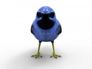 Humming Bird 3D Model