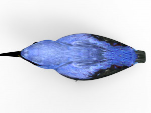 Humming Bird 3D Model