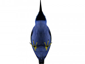 Humming Bird 3D Model