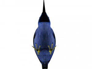 Humming Bird 3D Model
