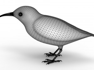 Humming Bird 3D Model