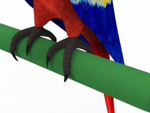 Parrot 3D 모델