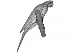 Parrot 3D 모델