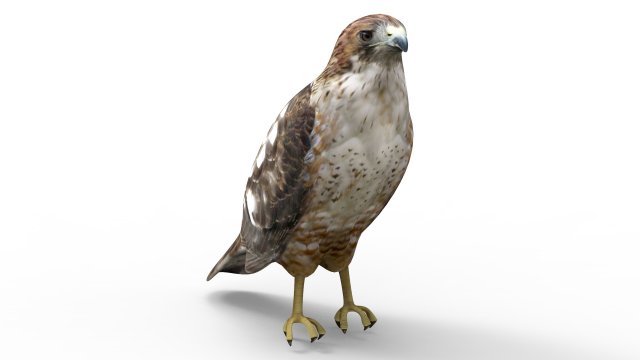 Hawk Modelo 3D .c4d .max .obj .3ds .fbx .stl .blend 