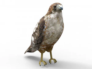 Falco Modello 3D
