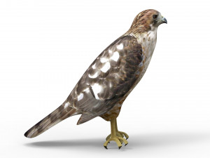 Hawk Modelo 3D