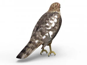 Hawk 3D Model