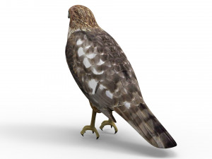 Hawk Modelo 3D