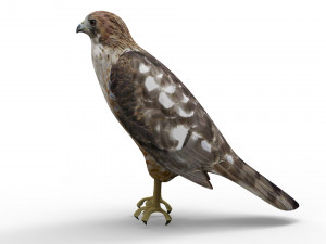 Hawk Modelo 3D