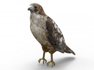 Hawk Modelo 3D