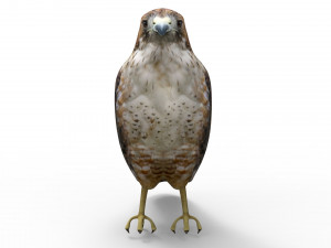 Hawk Modelo 3D