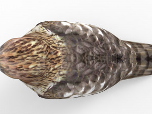 Hawk Modelo 3D