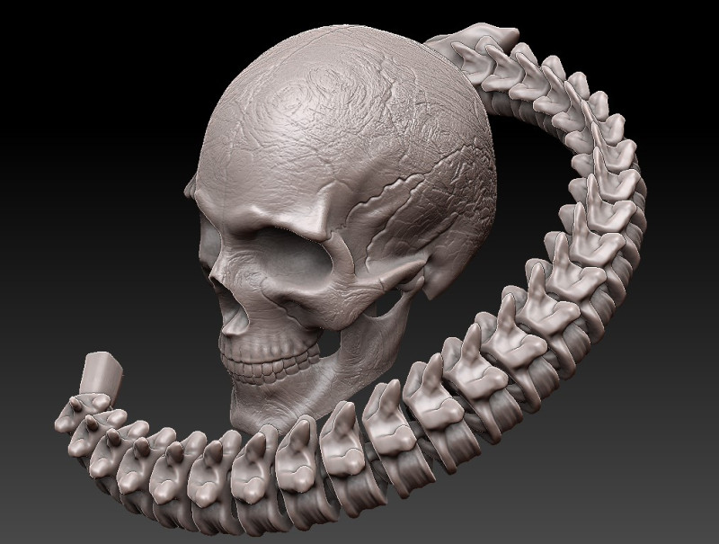 3D MODEL FOR 3D PRINTERS SKULL AND SPINE 3D Model .c4d .max .obj .3ds .fbx .stl .blend 