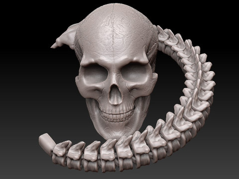 3D MODEL FOR 3D PRINTERS SKULL AND SPINE 3D Model