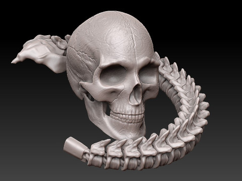 3D MODEL FOR 3D PRINTERS SKULL AND SPINE 3D Model