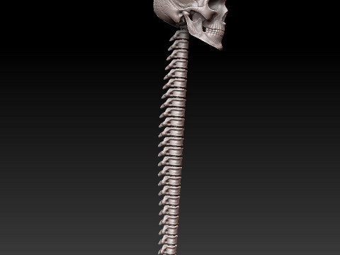 3D MODEL FOR 3D PRINTERS SKULL AND SPINE 3D Model