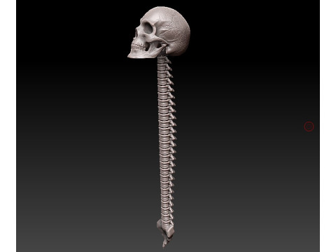 3D MODEL FOR 3D PRINTERS SKULL AND SPINE 3D Model