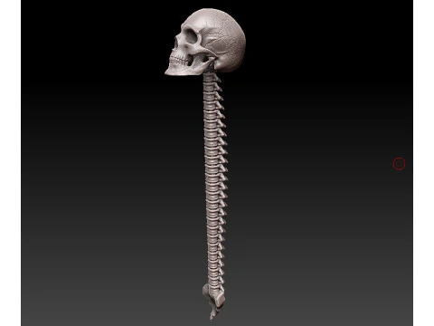 3D MODEL FOR 3D PRINTERS SKULL AND SPINE 3D Model