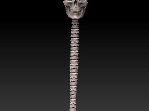 3D MODEL FOR 3D PRINTERS SKULL AND SPINE 3D Model