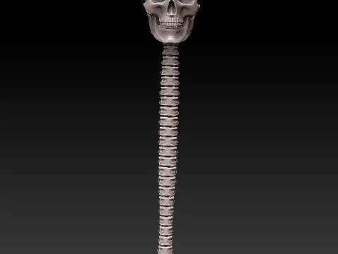 3D MODEL FOR 3D PRINTERS SKULL AND SPINE 3D Model