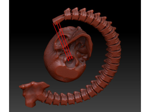 3D MODEL FOR 3D PRINTERS SKULL AND SPINE 3D Model