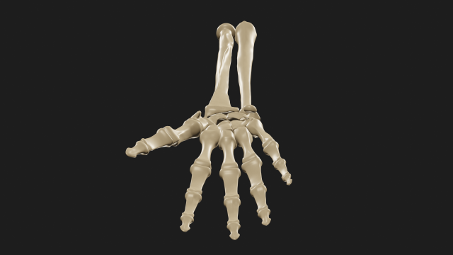 Hand and forearm bones Modèle 3D .c4d .max .obj .3ds .fbx .stl .blend 